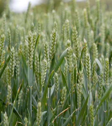 Cara Menanam Gandum Yang Baik Belajar Berkebun Sungguh