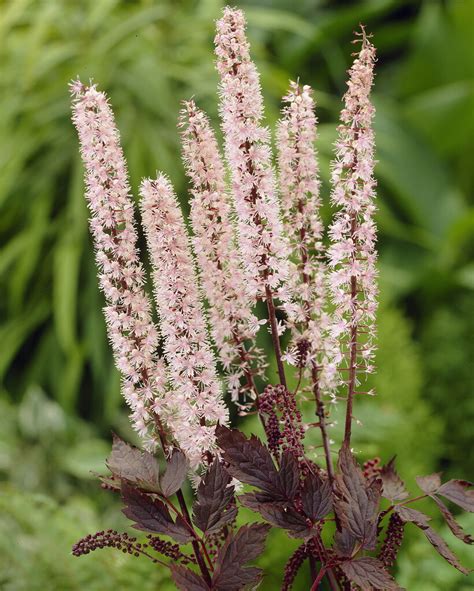 Actaea Simplex Andpink Spikeand Baneberry Andpink Spikeand Herbaceous