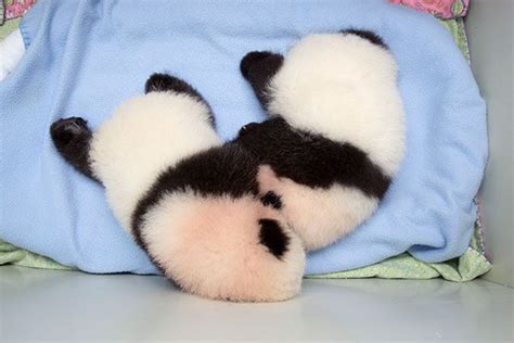 Time Lapse Video Of Baby Giant Panda Twins First 100 Days Panda Cam