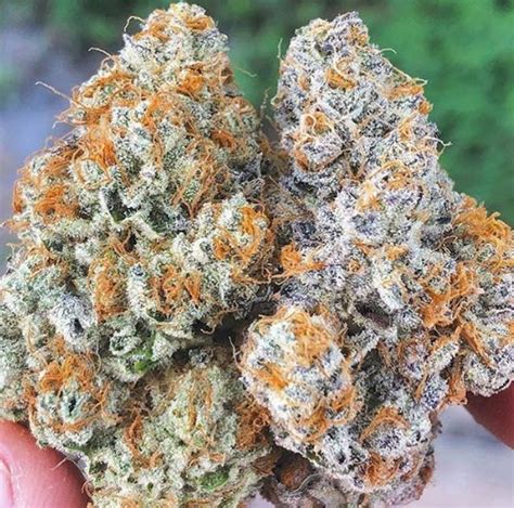 10 Best Cannabis Strains from California in 2020