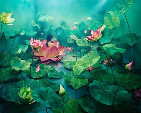 Lotus Flower Art Wallpapers Top Free Lotus Flower Art Backgrounds