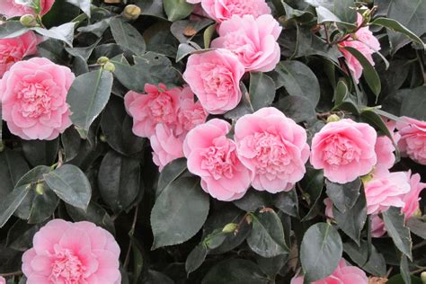 Camellia Japonica Double Pink Blossoms With Images Flowers Pink