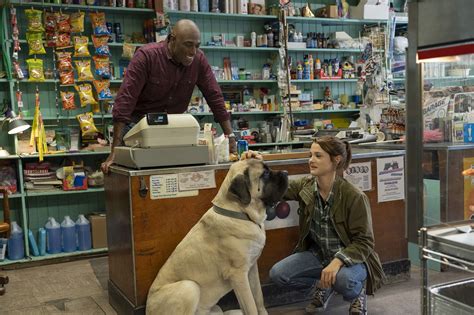 A dog's journey movie reviews & metacritic score: 'A Dog's Journey' review: This melodrama about the human ...