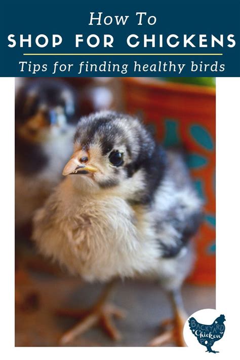 How To Buy Chickens Our Best Tips Chickens Buy Chickens Raising