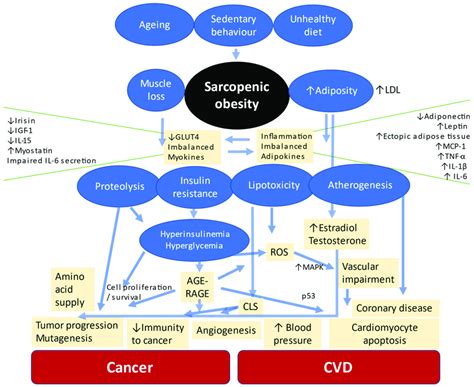 Main Pathophysiological Mechanisms Shared In Developing Cvd And Cancer Download Scientific