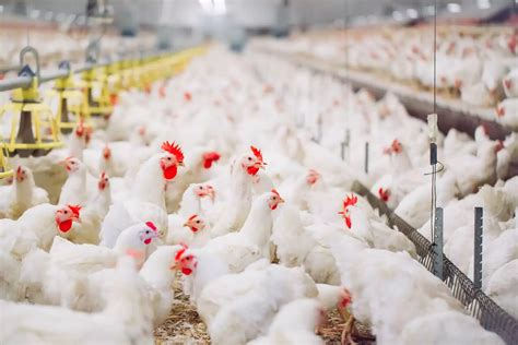 Poultry Production How To Set Up A Poultry Farm Uk