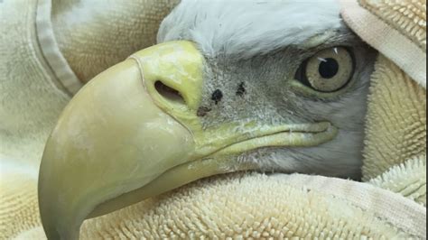 bald eagle dies in dc from lead poisoning