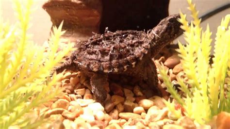 Baby Snapping Turtle Tank Update Youtube