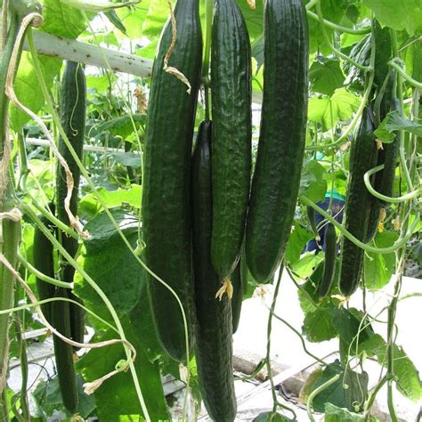 Super Long Cucumber Seeds Suyo Long
