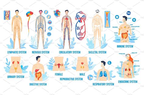 Human Body Anatomy Organ Systems Vector Graphics Creative Market