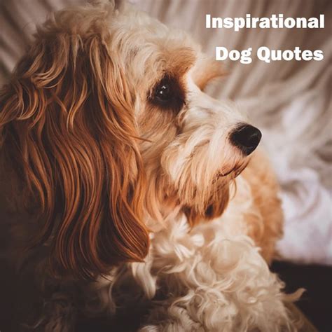 25 Inspirational Dog Quotes About Love And Loyalty