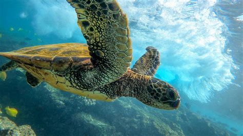 how deep can a green sea turtle dive american oceans