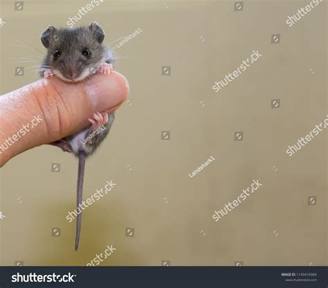 Baby House Mouse Mus Musculus Facing Stock Photo 1149416984 Shutterstock