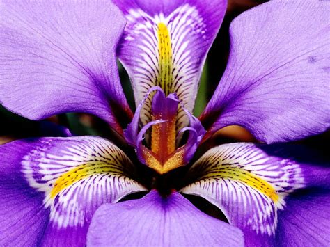 Fondos De Pantalla Iris Unguicularis Hd Fondos Gratis