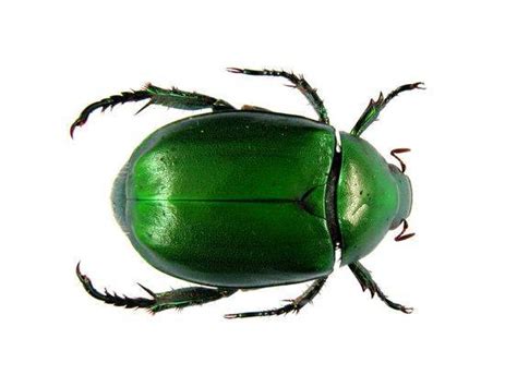 Scarab Beetles Basic Information And Removal Pest Wiki