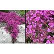 It provides groundcover for borders, patios, and pathways. Buy Red Creeping Thyme For Sale Online From Wilson Bros ...