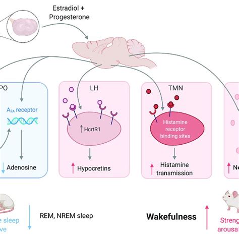 Pdf Neurobiological And Hormonal Mechanisms Regulating Womens Sleep