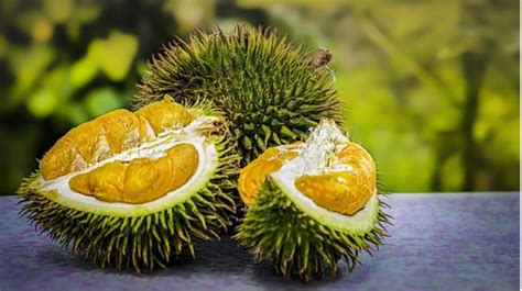 Kandungan Dan Manfaat Buah Durian Yang Harus Kamu Ketahui