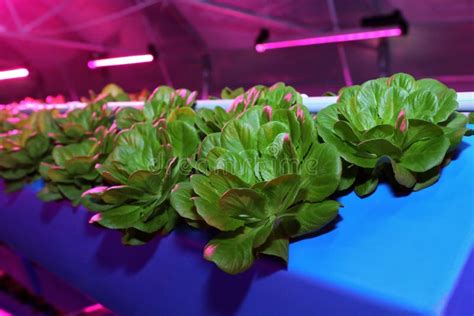 Growing Plants Aeroponics Unique Production Of Greenery And Plants