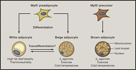 White Beige And Brown Adipocytes Are Developmentally And Functionally