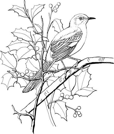 northern-mockingbird-perched-on-a-tree.gif (1106×1303) | Bird coloring