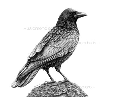 Crow Art Prints A3 A4 A5 Sizes Corvus Corone Bird Wall Etsy Australia