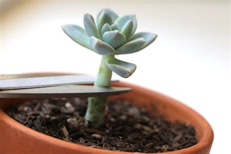 Propagating Succulents — Needles Leaves