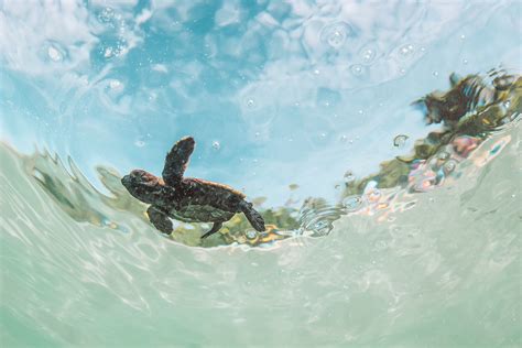 World Turtle Day Vomo Island Fiji