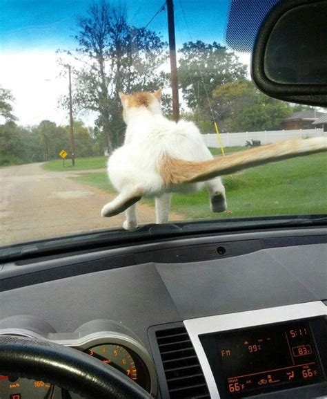 Theyll Sit On Your Windshield Funny Cat Pictures Funny Animals