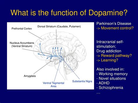 Ppt Dopamine Uncertainty And Td Learning Powerpoint Presentation