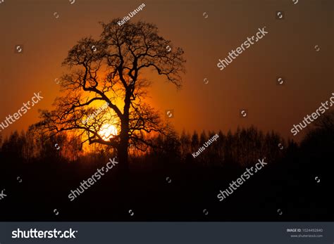 Large Oak Tree Silhouette Sunset Stock Photo 1024492840 Shutterstock