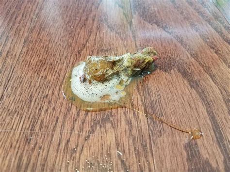 Dog Vomit Looks Like Solid Poop Top 3 Causes And Solutions