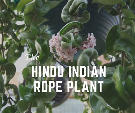 The Hindu Indian Rope Plant Also Known As The Hoya Plant Hoya Plant