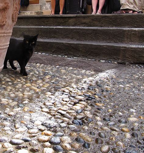 Pavement With A Black Cat Totinkoti Flickr