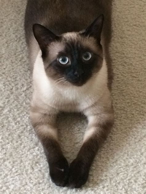 Hallo wir suchen eine siamkatze oder kater (keinen mix) gern auch älter. Siamy the siamese | Pretty cats, Cute cats and kittens ...