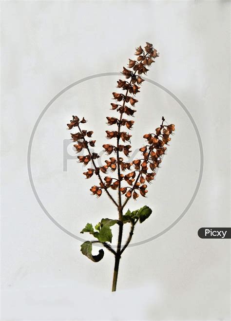 Image Of View Of Indian Tulasi Or Holy Basil Stem With Leaves Lq912541