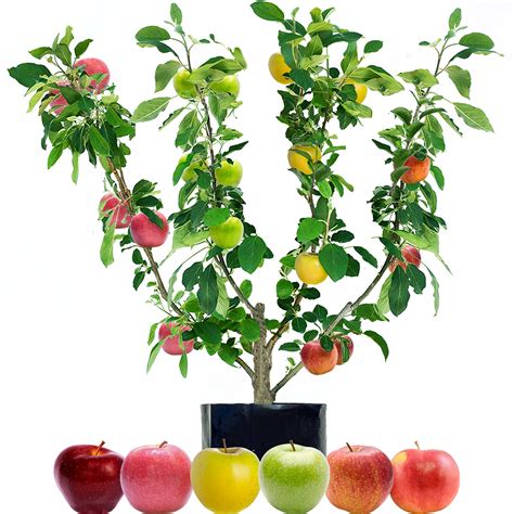 Fruit Salad Trees Different Fruit On The Same Tree Australia Wide