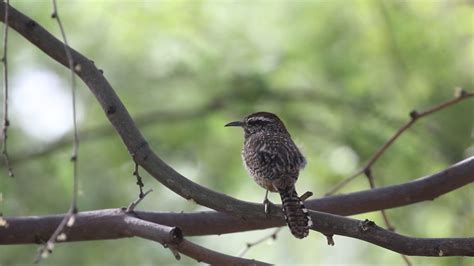 Cactus Wren Campylorhynchus Brunneicapillus Youtube