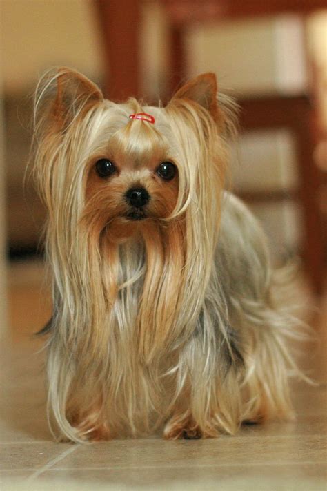 My Most Favourite Yorkshire Terrier Yorkie Puppy Yorkie Haircuts