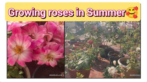 How To Care Roses In April And Hot Summers Youtube