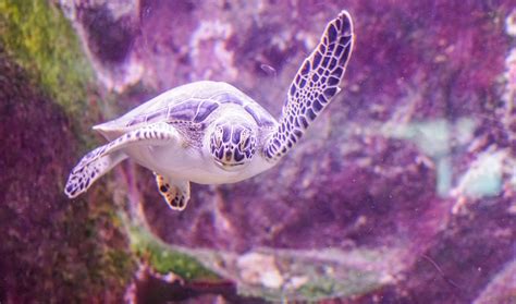 Free Images Flower Wildlife Underwater Tropical Aquatic Sea Turtle Reptile Fish Flora
