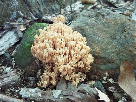 Maryland Biodiversity Project Yellow Tipped Coral Fungus Ramaria