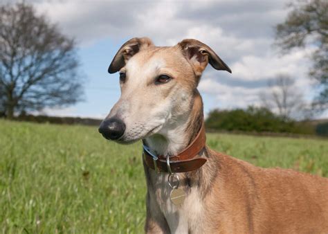 Are Lurchers Affectionate