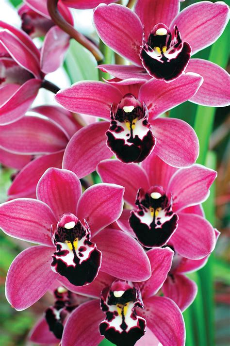 Dramatic Red Cymbidiums From Westerlay Orchids Perfect For Christmas Orquídeas Orquídeas