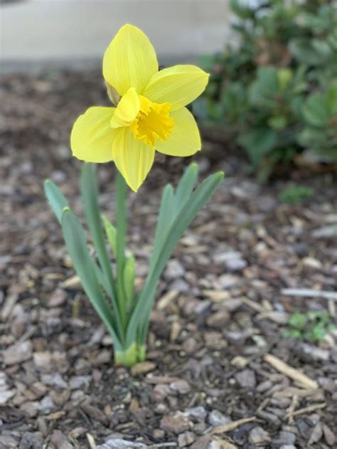 We did not find results for: My first daffodil bloom! #gardening #garden #DIY #home # ...