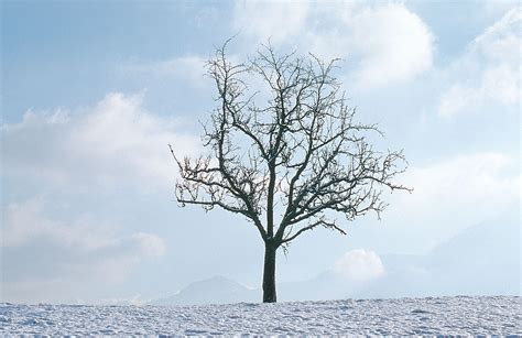 Energy And Industry Caring For Your Trees In Winter