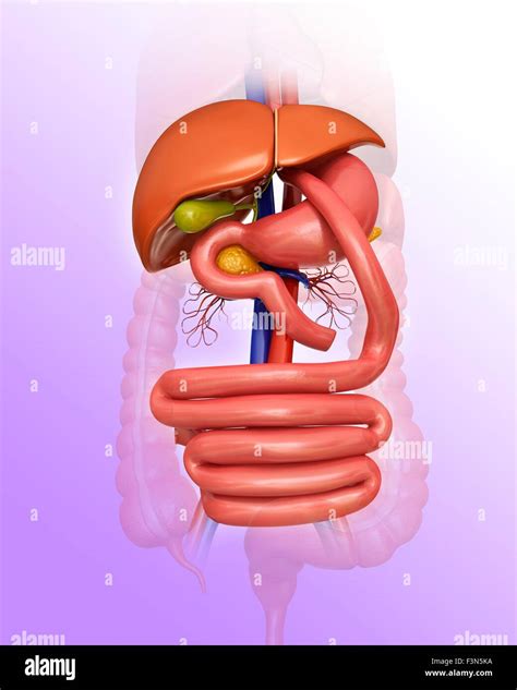 Gastric Bypass Illustration Stock Photo Alamy
