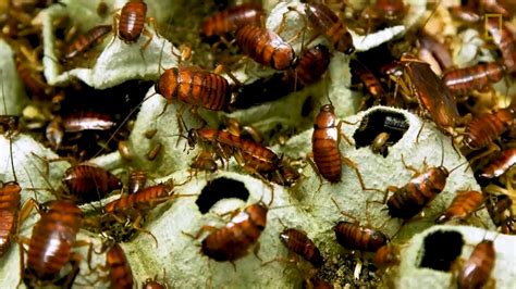 Cockroach Karate Kicks Emerald Jewel Wasp To Avoid Becoming Zombie Rdamnthatsinteresting