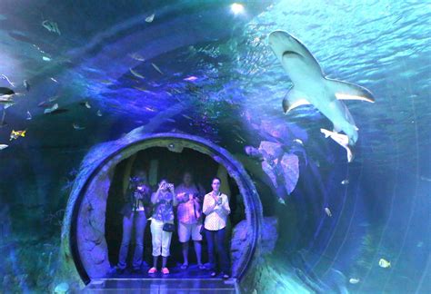 Pictures Sea Life Aquarium At I Drive 360 Orlando Sentinel