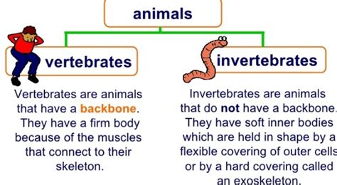Give The Difference Between Vertebrates And Invertebrates